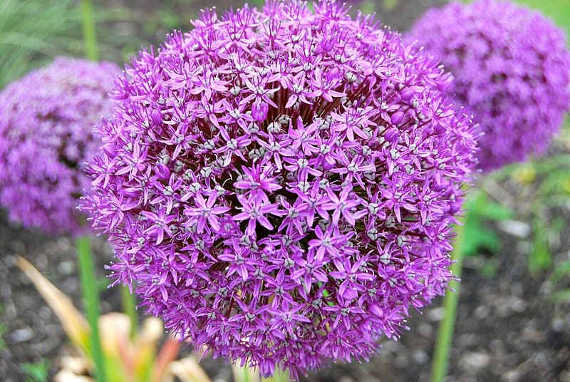 Ornamental Allium (Allium giganteum)