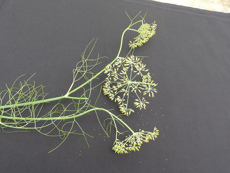 Anise (Pimpinella anisum)