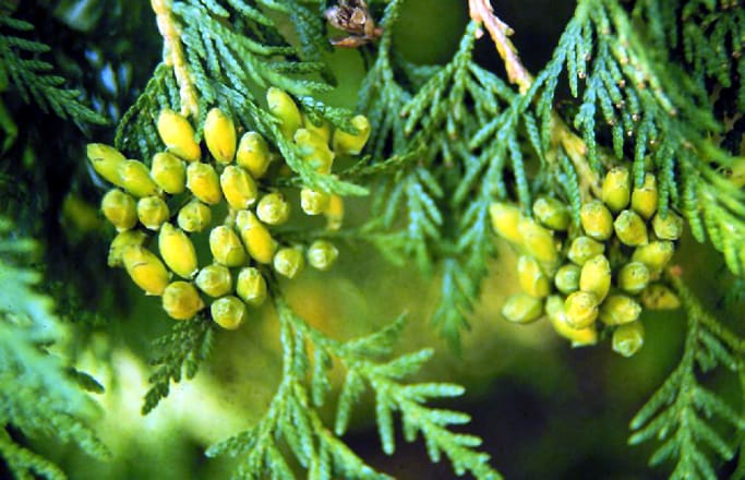 Arborvitae (Thuja occidentalis)