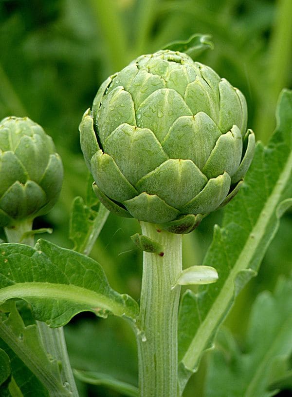 Artichoke (Cynara scolymus)