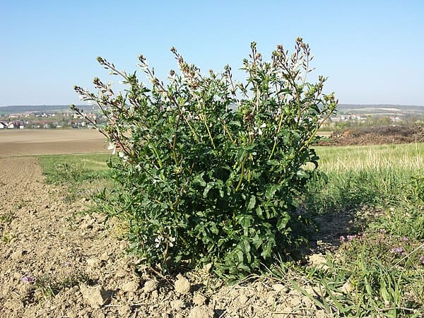 Arugula (Eruca vesicaria subsp. sativa)