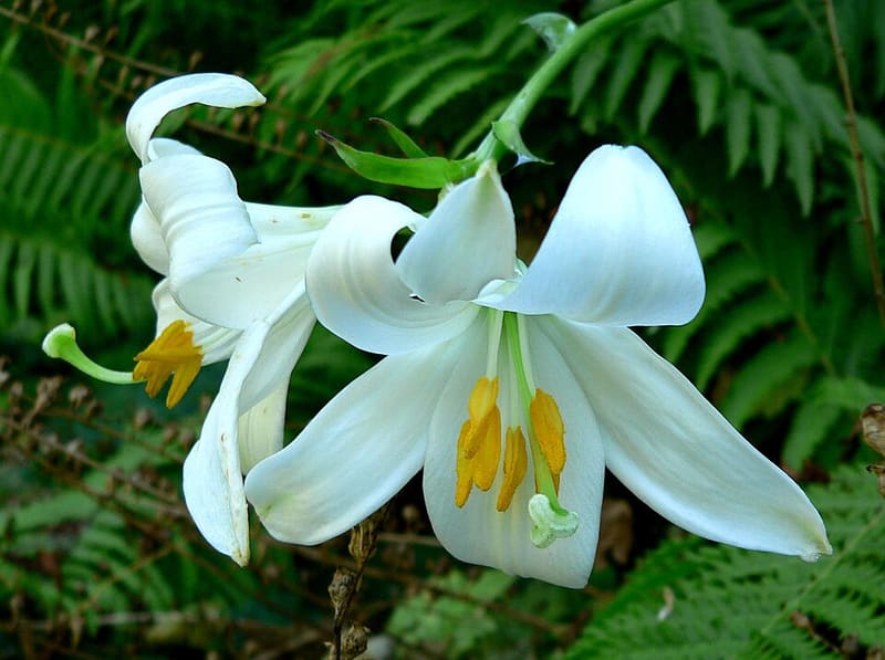 Asiatic Lily (Lilium hybrids (Asiatic))