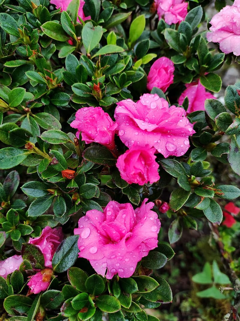 Azalea (Rhododendron spp. (azalea group))