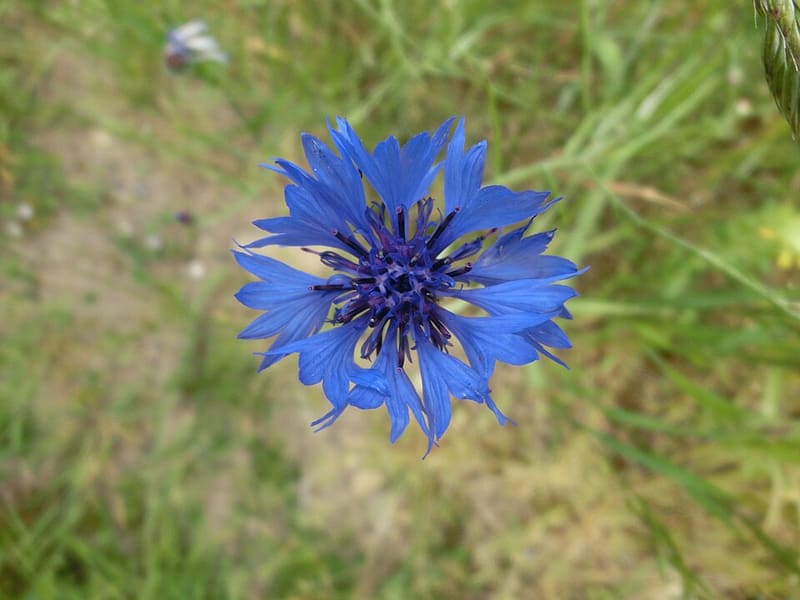 Bachelor Button (Centaurea cyanus)