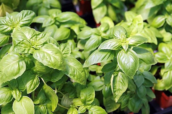Basil (Ocimum basilicum)