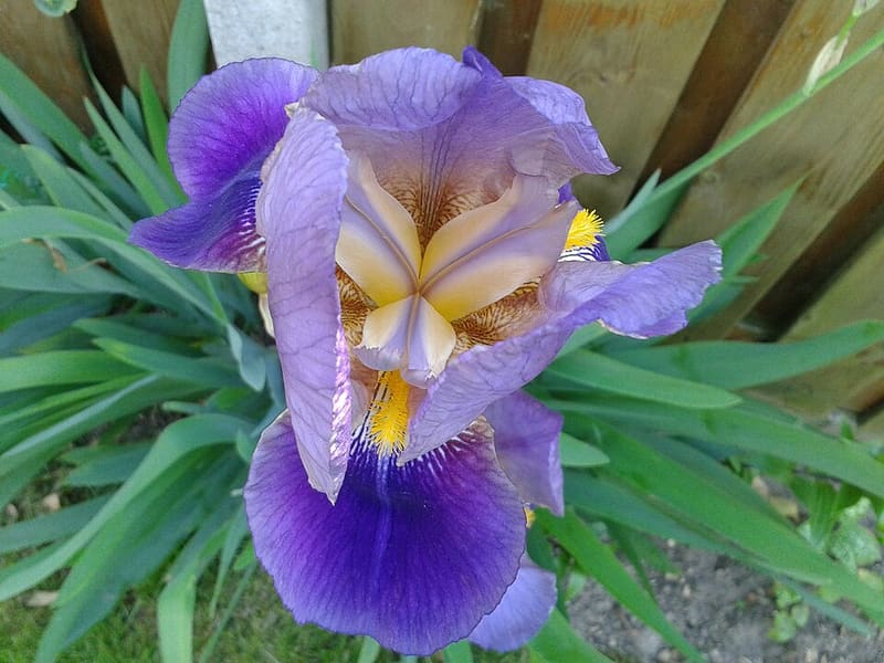 Bearded Iris (Iris germanica)