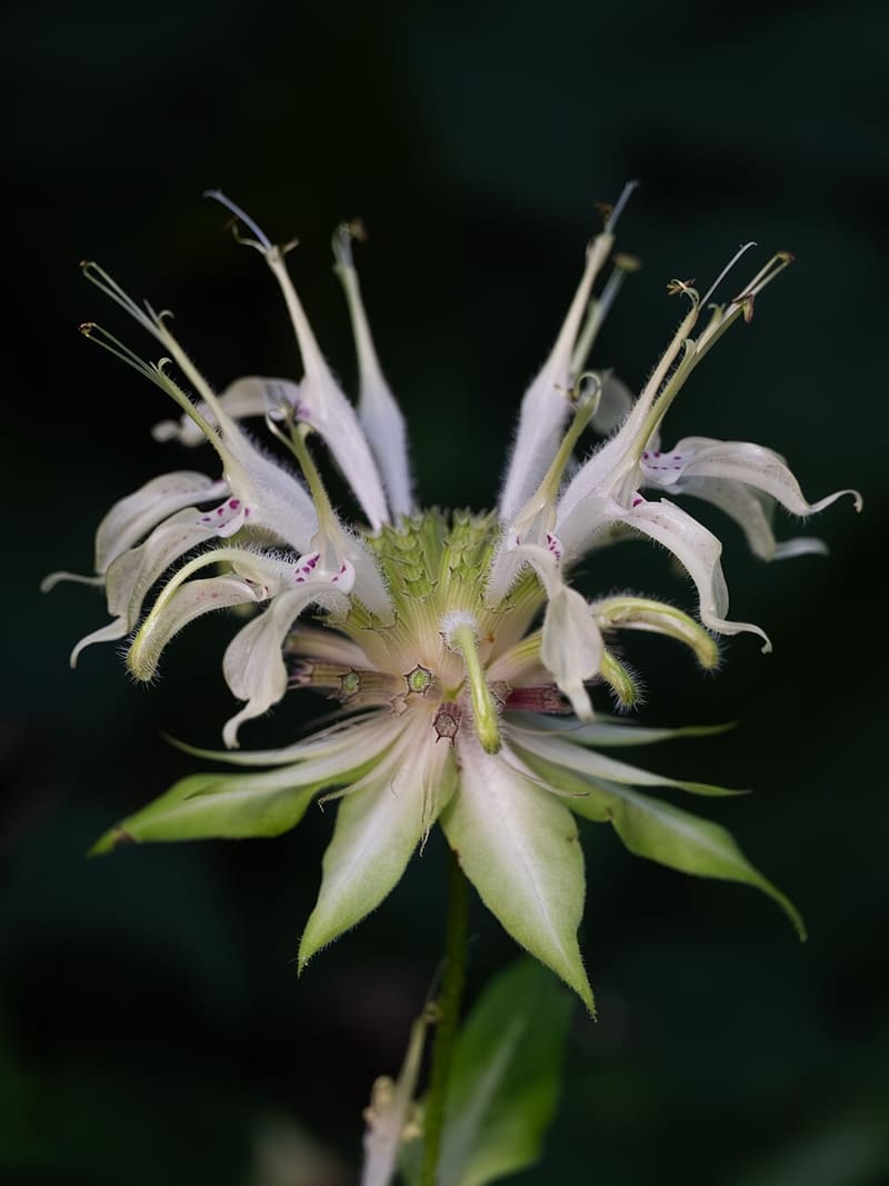 Bee Balm (Monarda didyma)