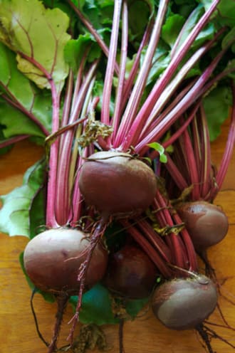 Beet (Beta vulgaris)