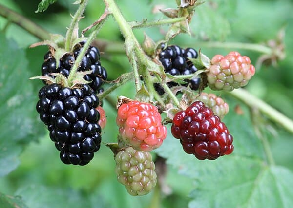 Blackberry (Rubus fruticosus)