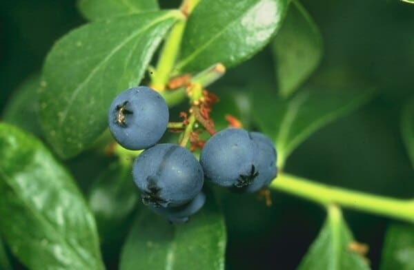 Blueberry (Vaccinium corymbosum)