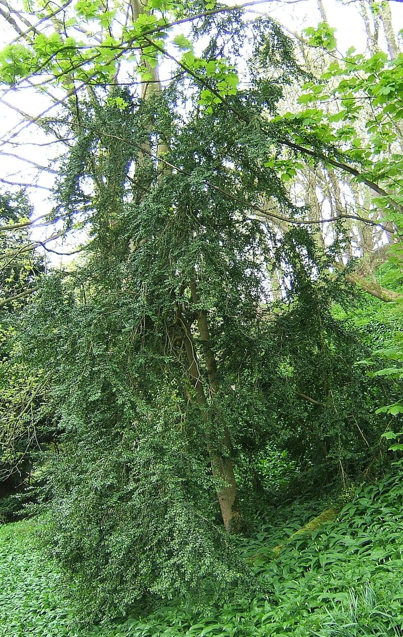 Boxwood (Buxus sempervirens)