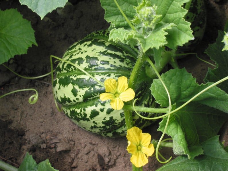 Cantaloupe plant