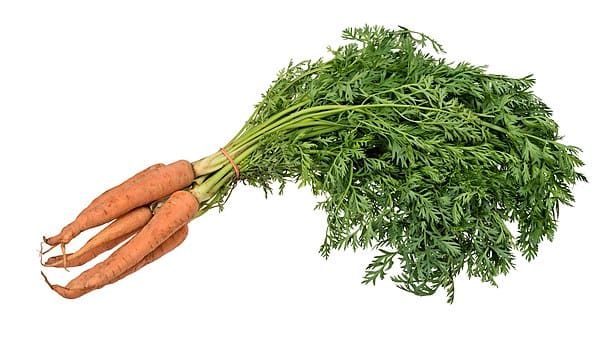 Carrot (Daucus carota)