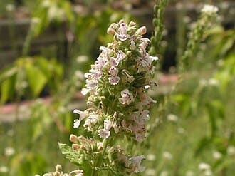 Catnip (Nepeta cataria)