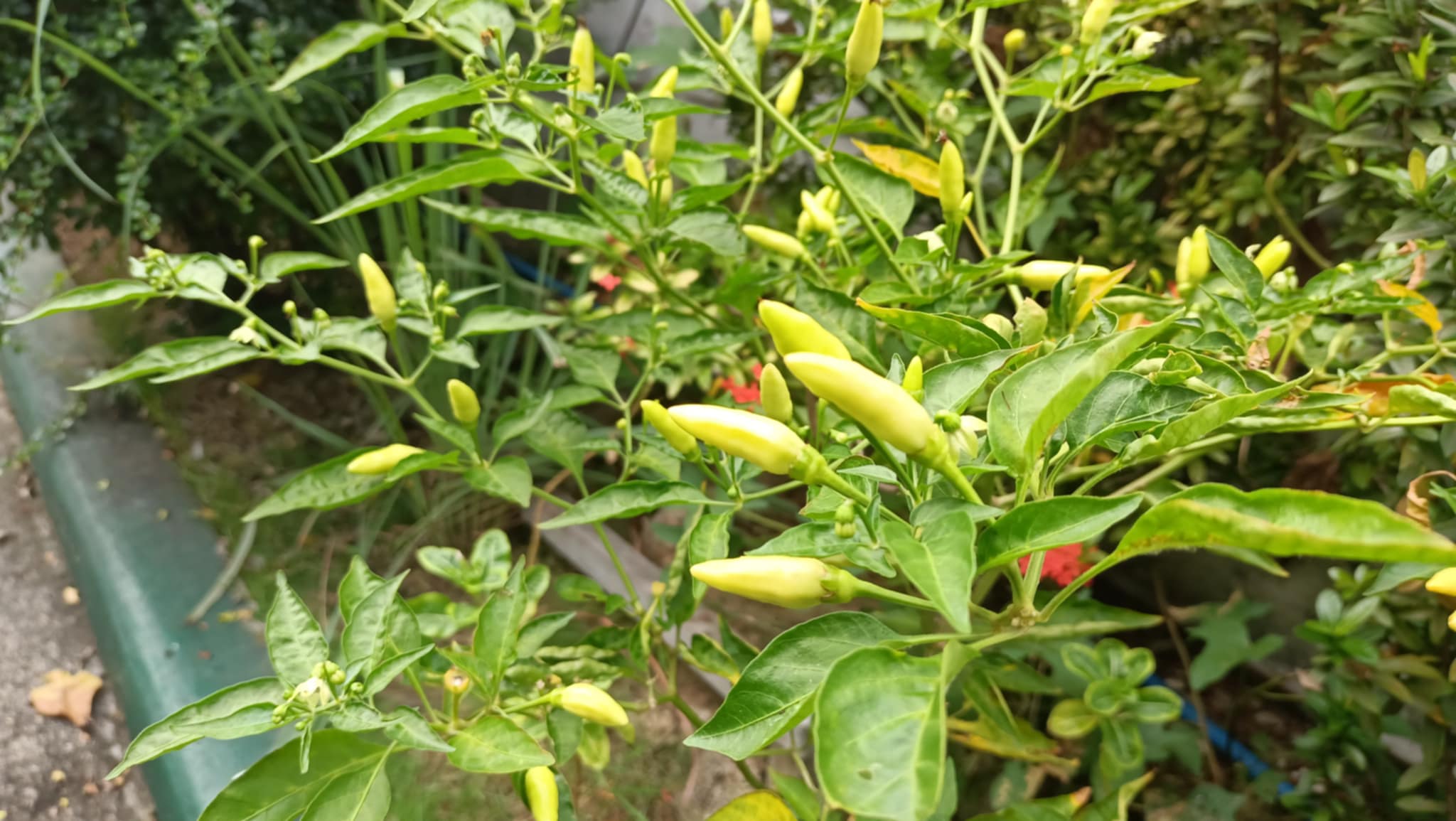 Cayenne Pepper (Capsicum annuum)
