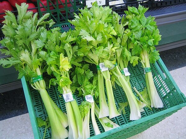Celery (Apium graveolens)