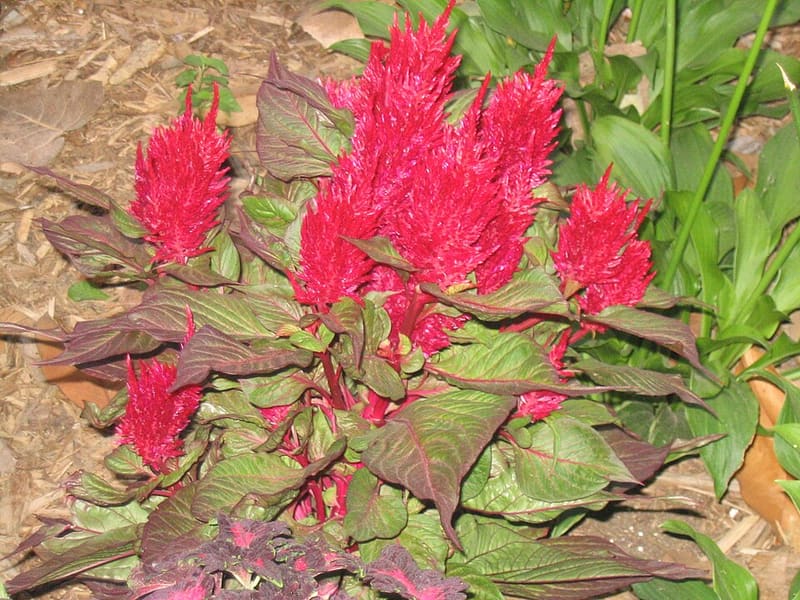 Celosia (Celosia argentea)