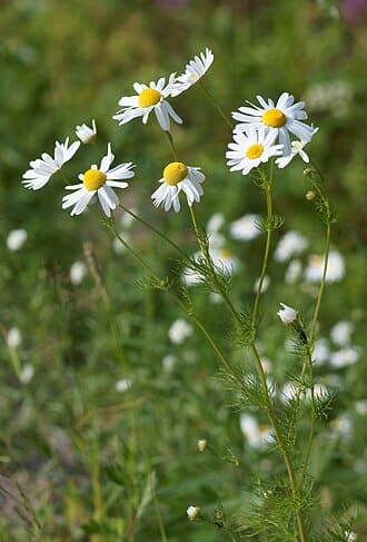 Chamomile (Matricaria chamomilla)