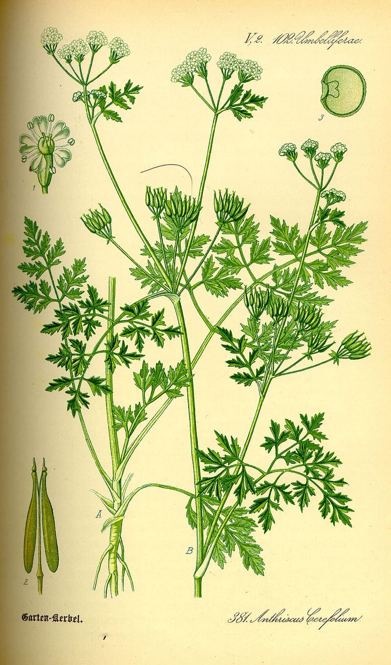 Chervil (Anthriscus cerefolium)