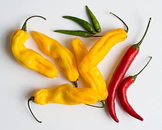 Chili Pepper plant