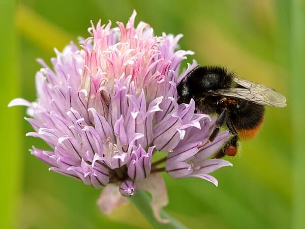 Chives (Allium schoenoprasum)