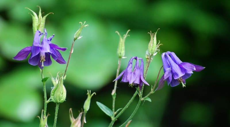 Columbine (Aquilegia vulgaris)