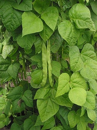 Common Bean (Phaseolus vulgaris)