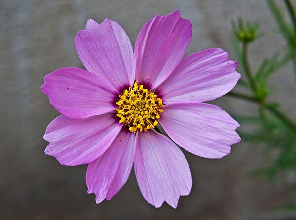Cosmos (Cosmos bipinnatus)