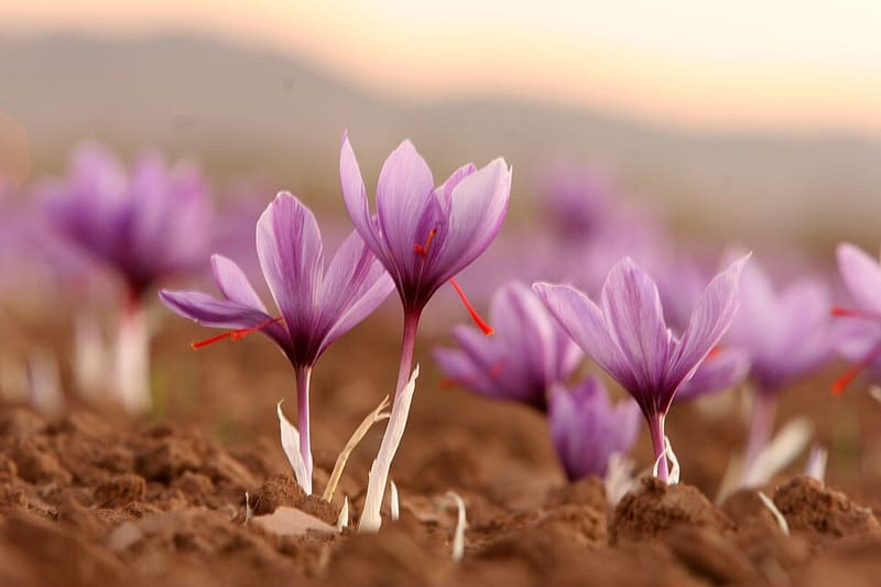 Crocus (Crocus vernus)