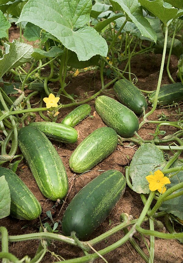 Cucumber (Cucumis sativus)