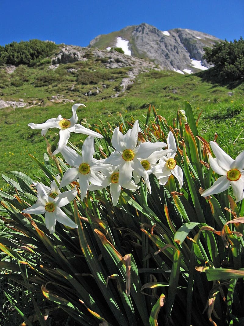 Daffodil (Narcissus pseudonarcissus)