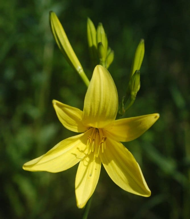 Daylily (Hemerocallis spp.)