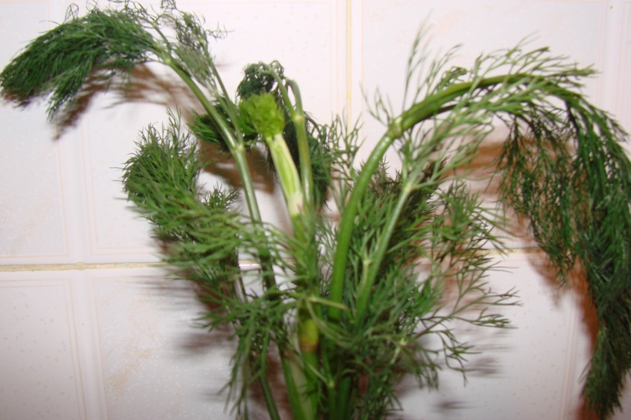 Dill (Anethum graveolens)