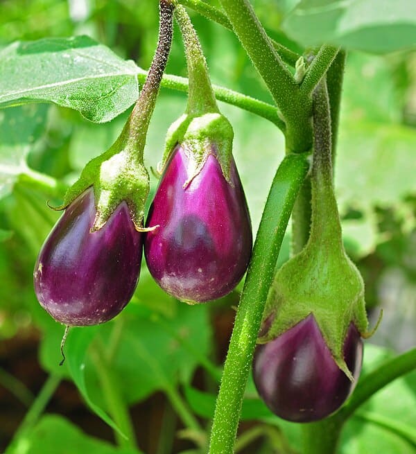 Eggplant (Solanum melongena)