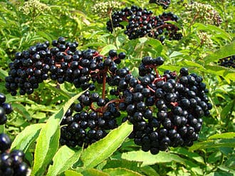 Elderberry (Sambucus nigra)
