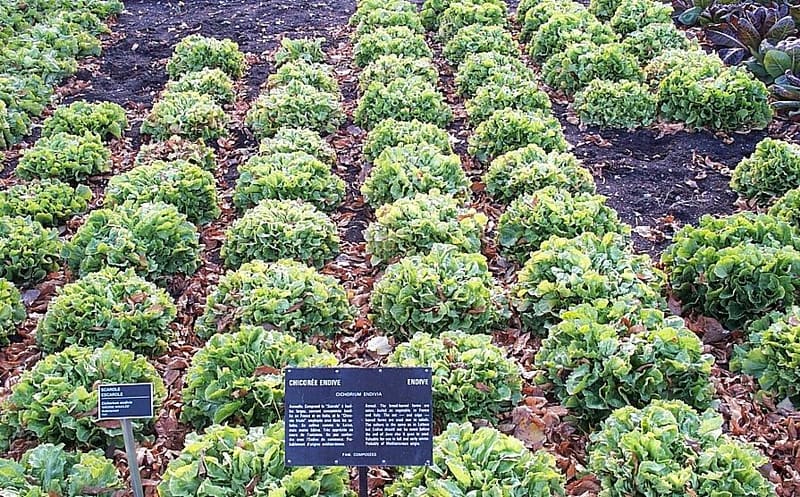 Endive (Cichorium endivia)