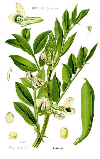 Fava Bean (Vicia faba)