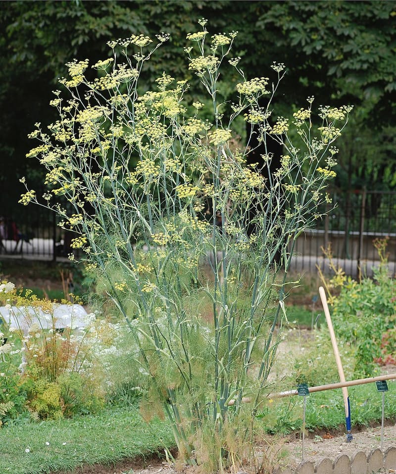 Fennel (Foeniculum vulgare)