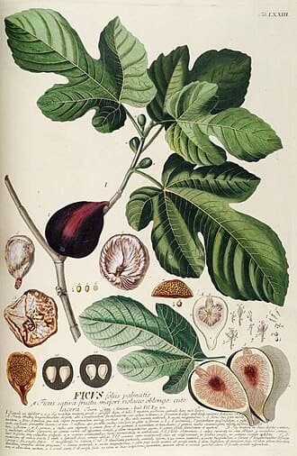 Fig Tree (Ficus carica)