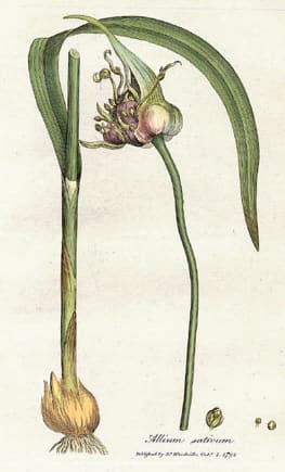 Garlic (Allium sativum)