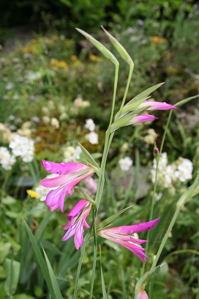 Gladiolus (Gladiolus × hortulanus)