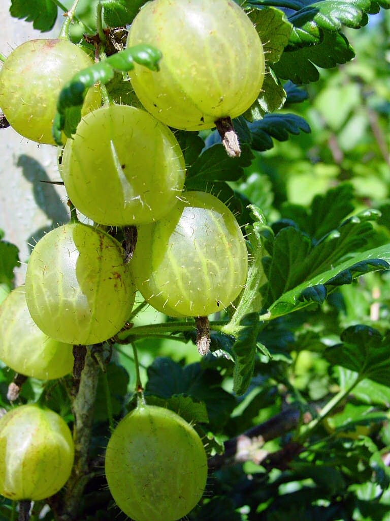 Gooseberry (Ribes uva-crispa)