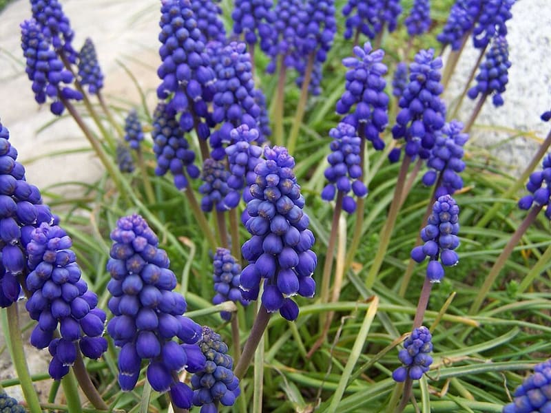 Grape Hyacinth (Muscari armeniacum)