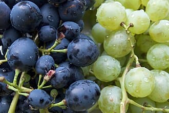 Grape Vine (Vitis vinifera)