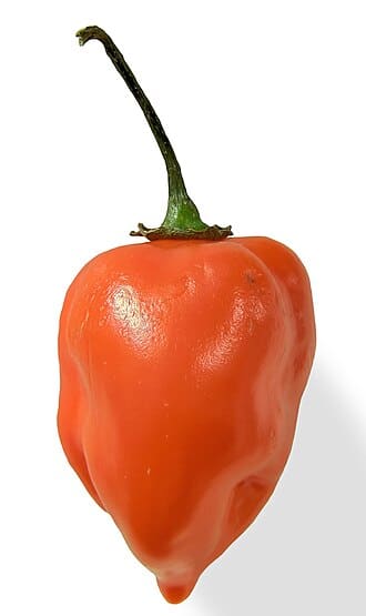 Habanero Pepper (Capsicum chinense)