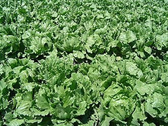 Head Lettuce (Lactuca sativa)
