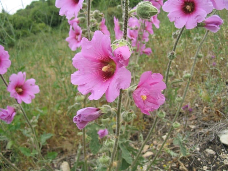 Hollyhock (Alcea rosea)