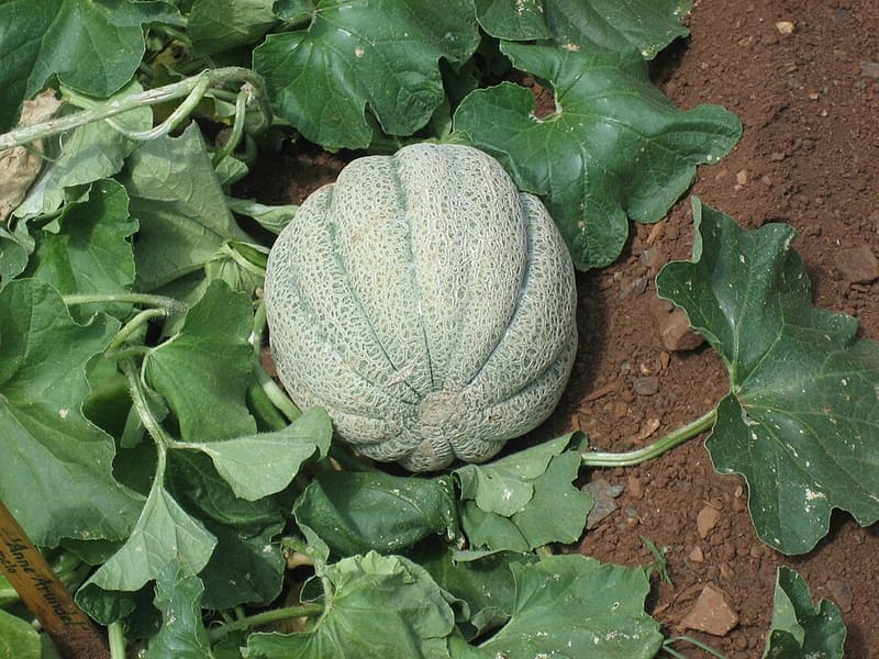 Honeydew Melon plant
