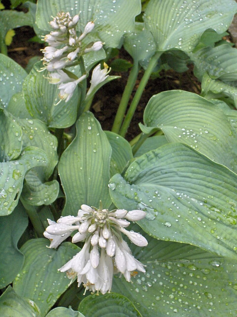 Hosta (Hosta spp.)