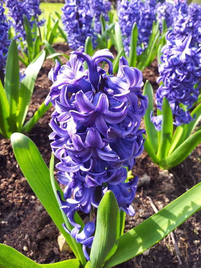 Hyacinth (Hyacinthus orientalis)